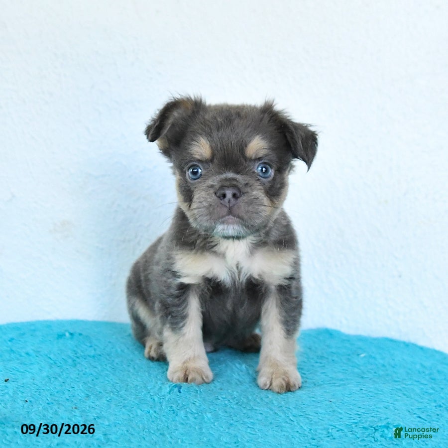 French Bulldog dogs Drake - Ad 1
