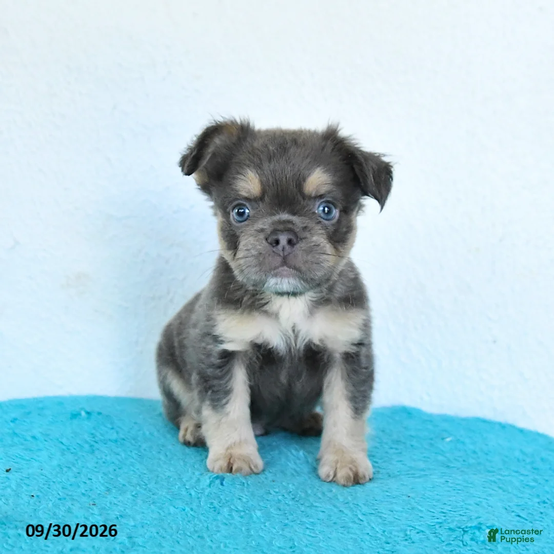 French Bulldog dogs for sale: Drake - Ad 1