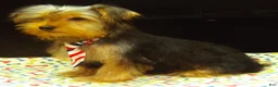 Yorkshire Terrier dogs for sale: Samson - Ad 7