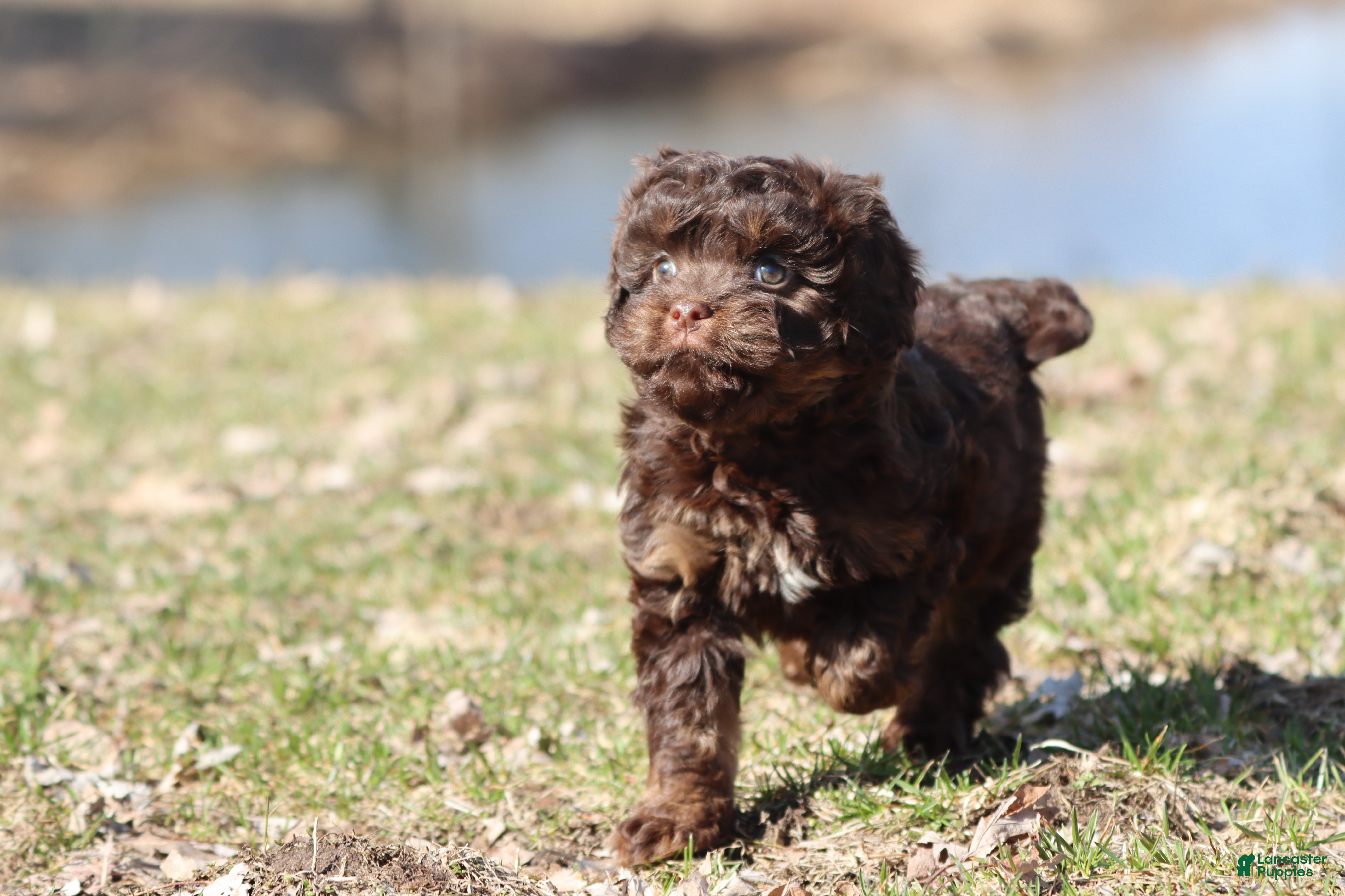 Cavapoo dogs Cocoa Beans  - Ad 41