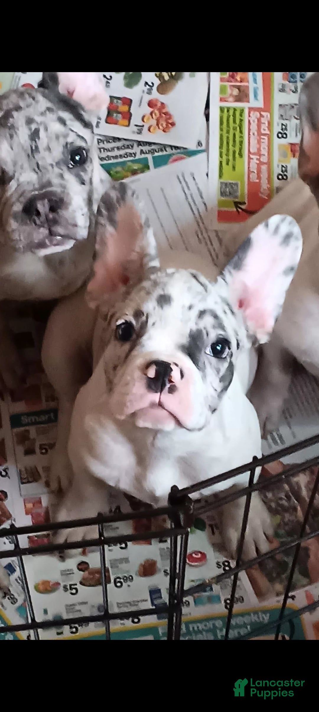 French Bulldog dogs Zoey - Ad 1