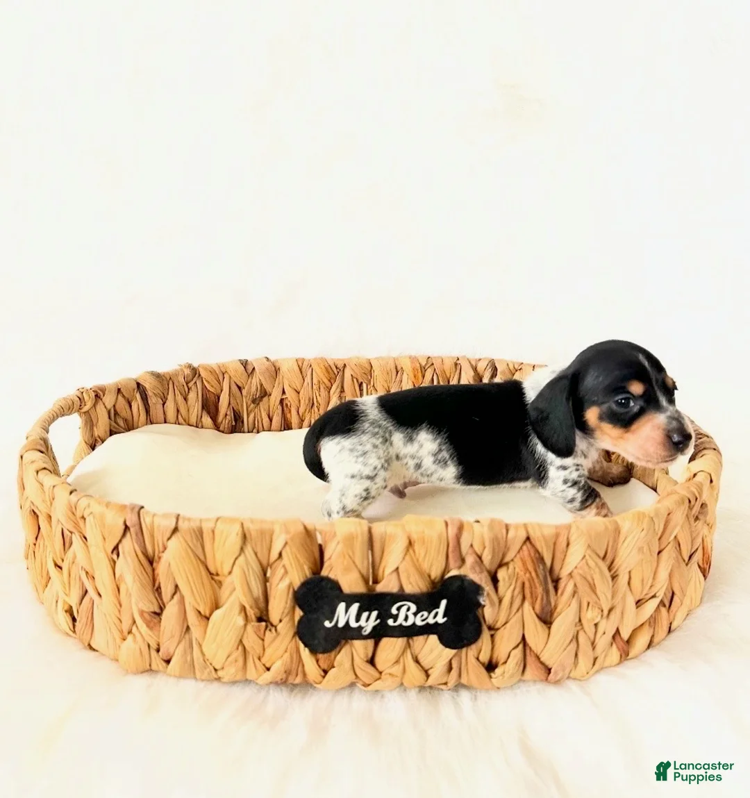 Miniature Dachshund dogs for sale: AKC Pepper - Ad 3
