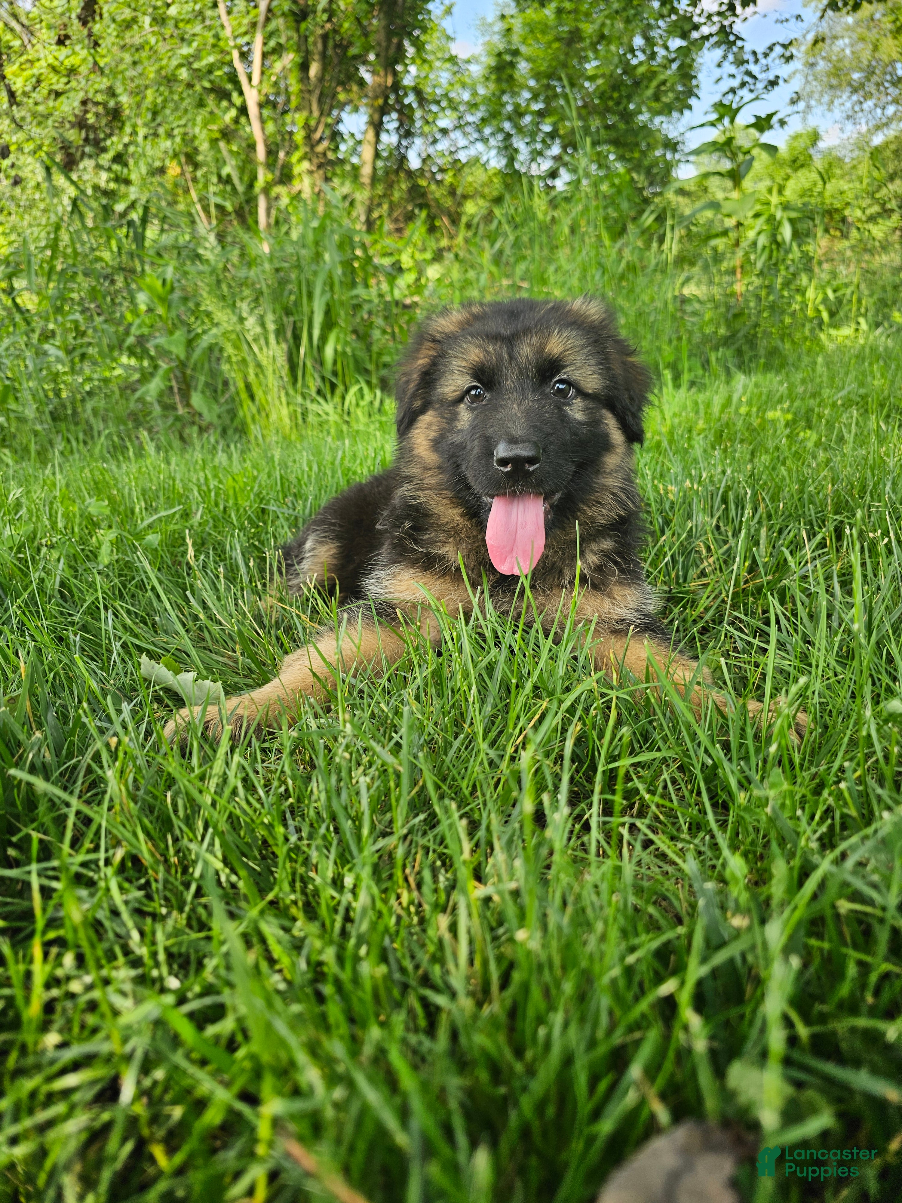 German Shepherd dogs Bruno  - Ad 2
