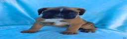 Boxer dogs for sale: Thea - Ad 2