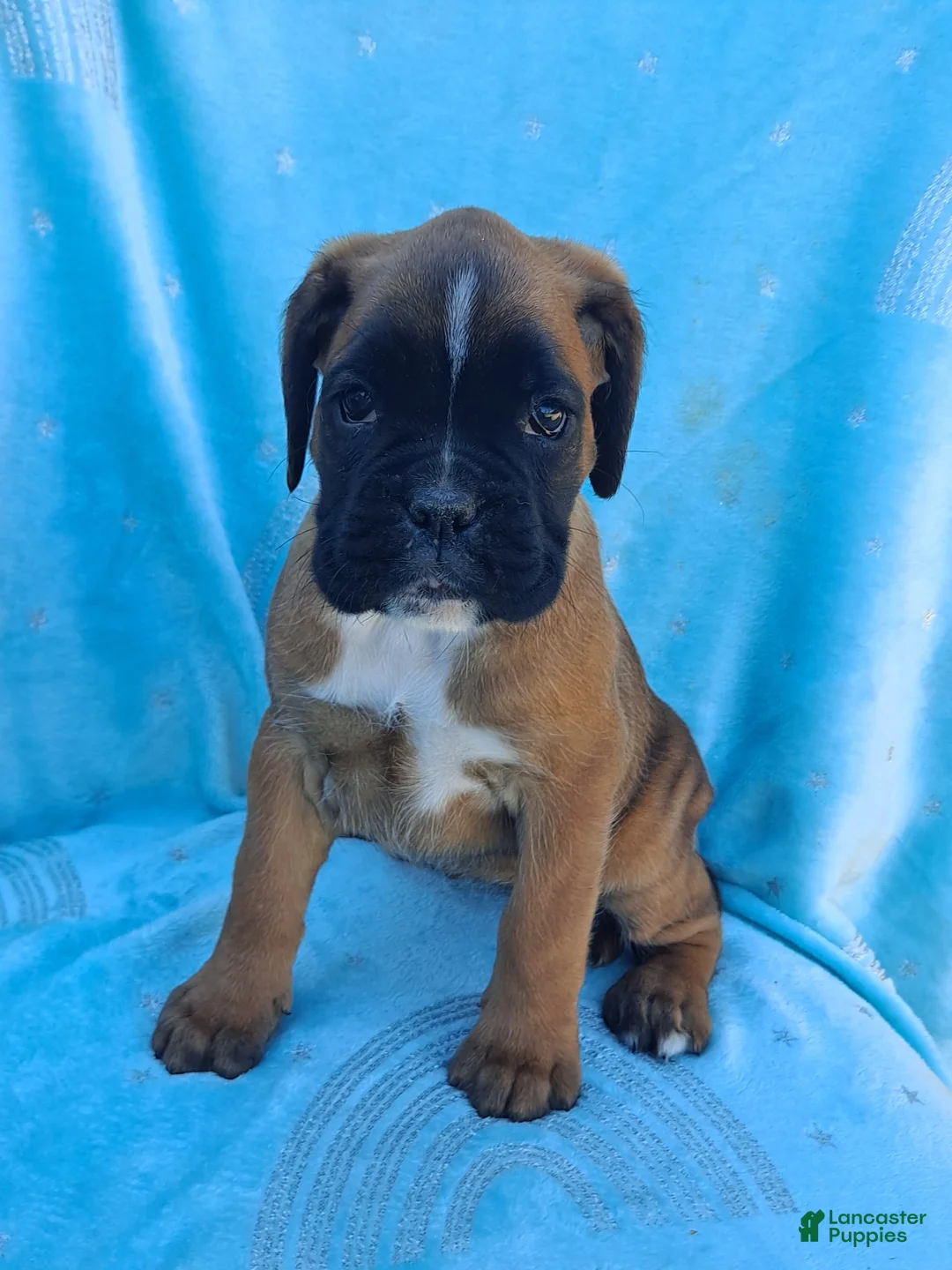 Boxer dogs for sale: Thea - Ad 2