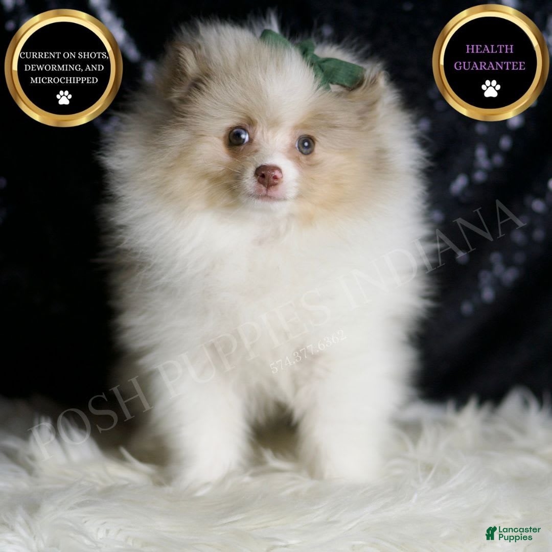 Pomeranian dogs Chai - Ad 10