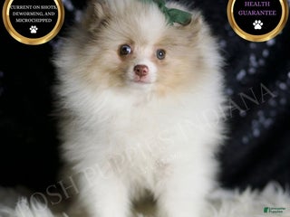 Pomeranian dogs Chai - Ad 39