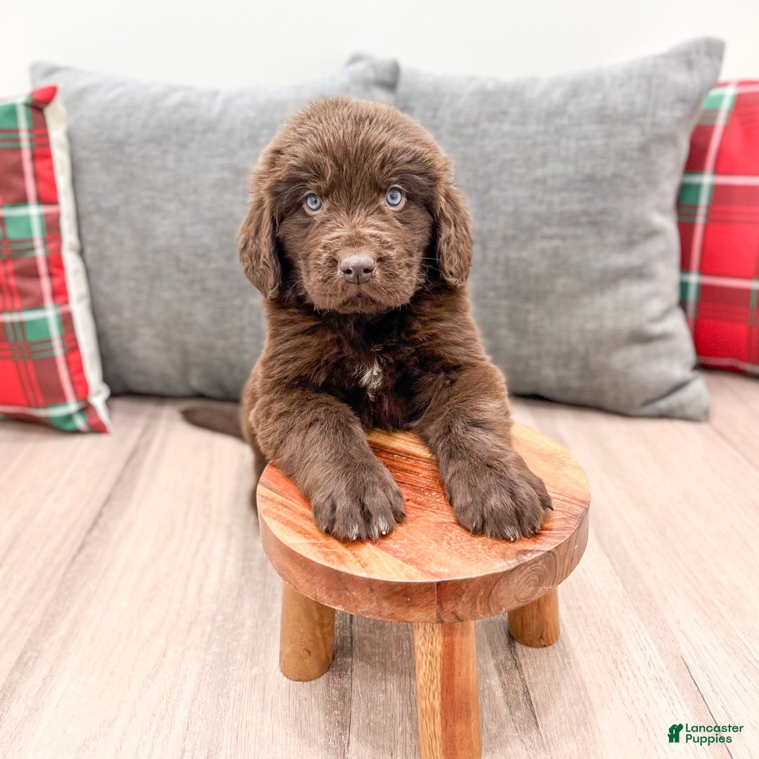 Newfoundland dogs for sale: Oakley - Ad 3