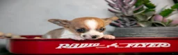 Chihuahua dogs for sale: Reeses - Ad 4
