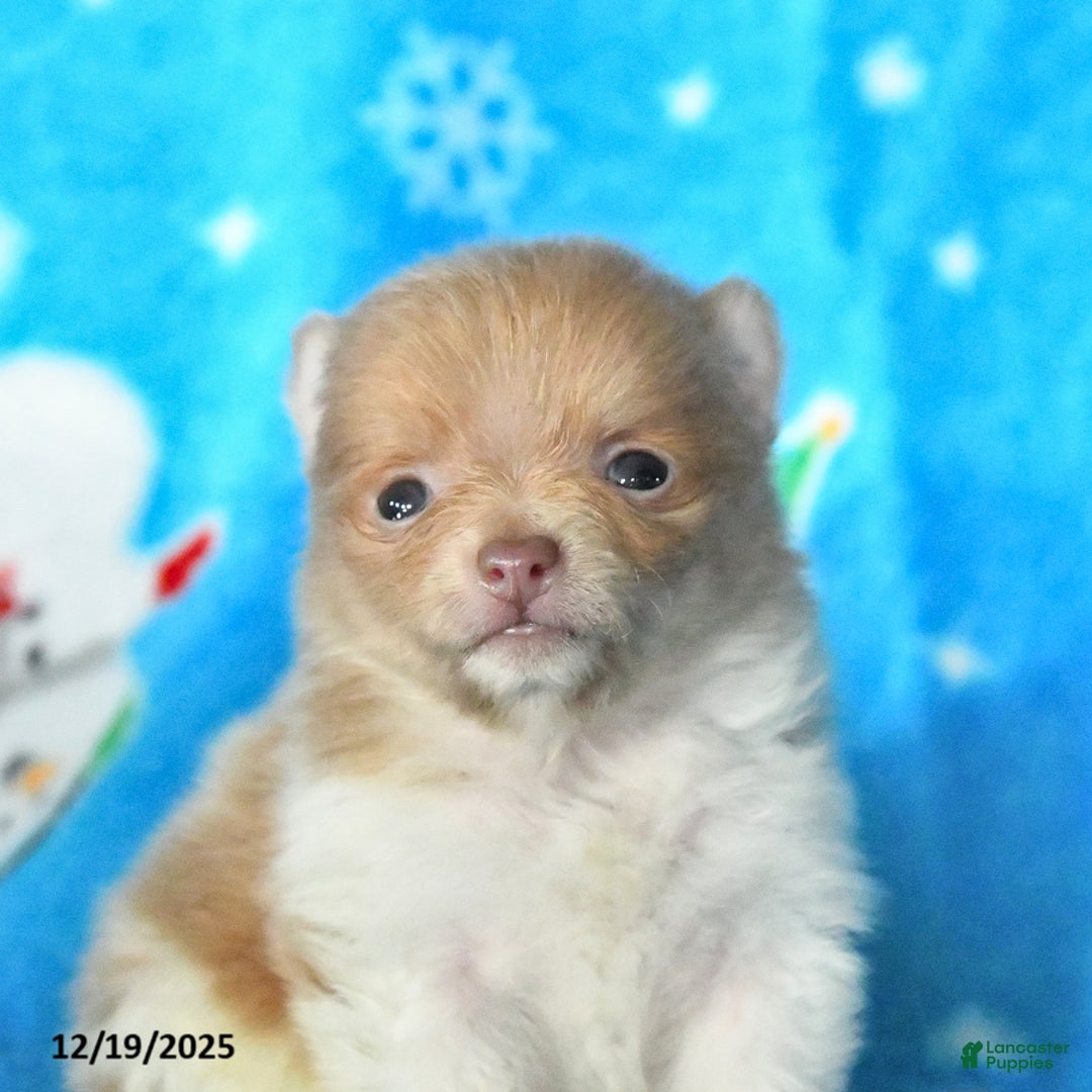 Pomeranian dogs for sale: Peanut  - Ad 3