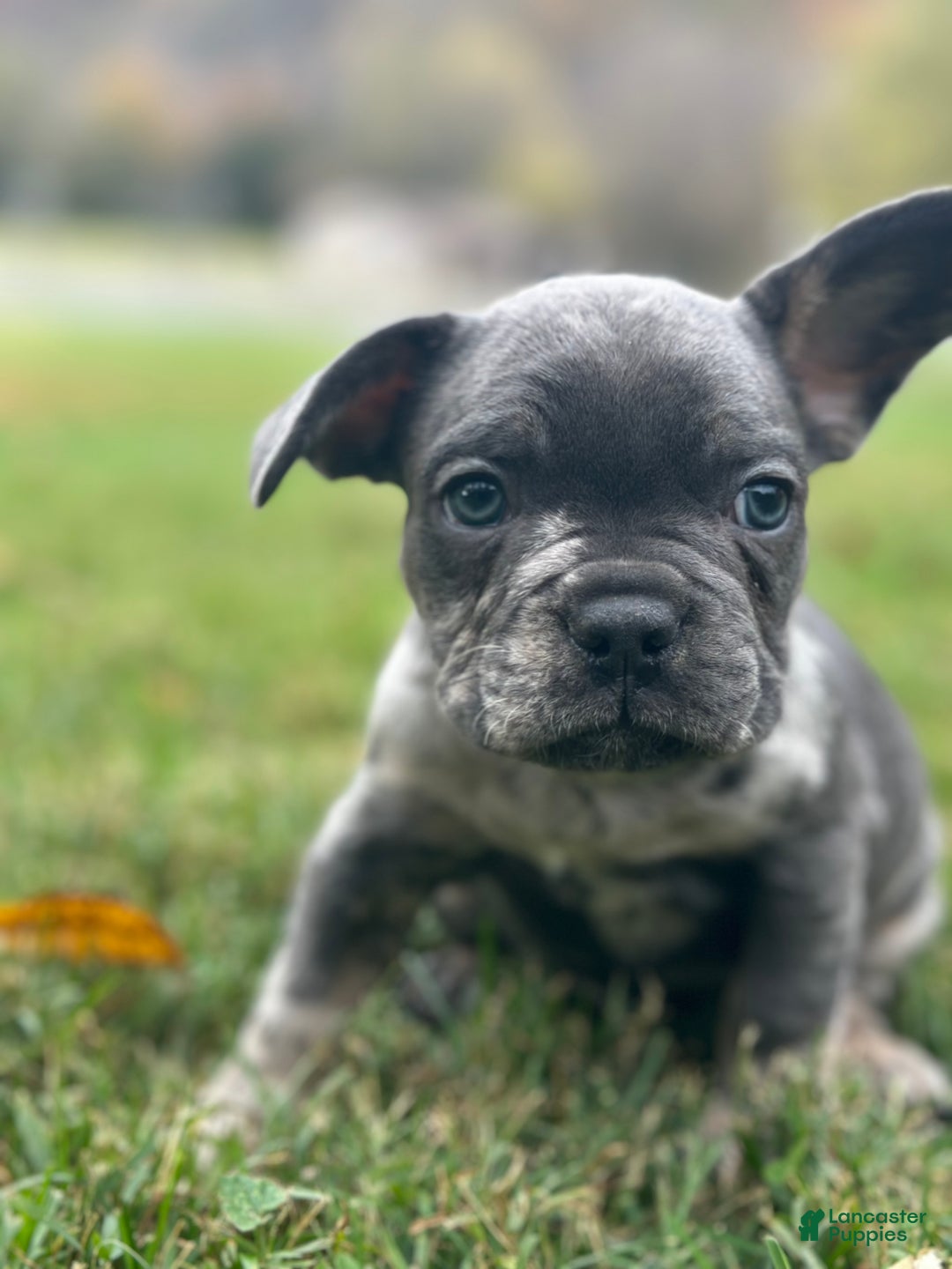 French Bulldog dogs for sale: Leo - Ad 9