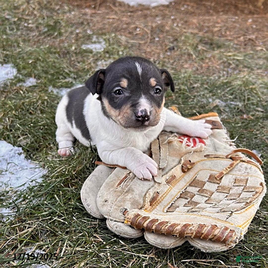 Rat Terrier dogs for sale: Maxwell - Ad 3