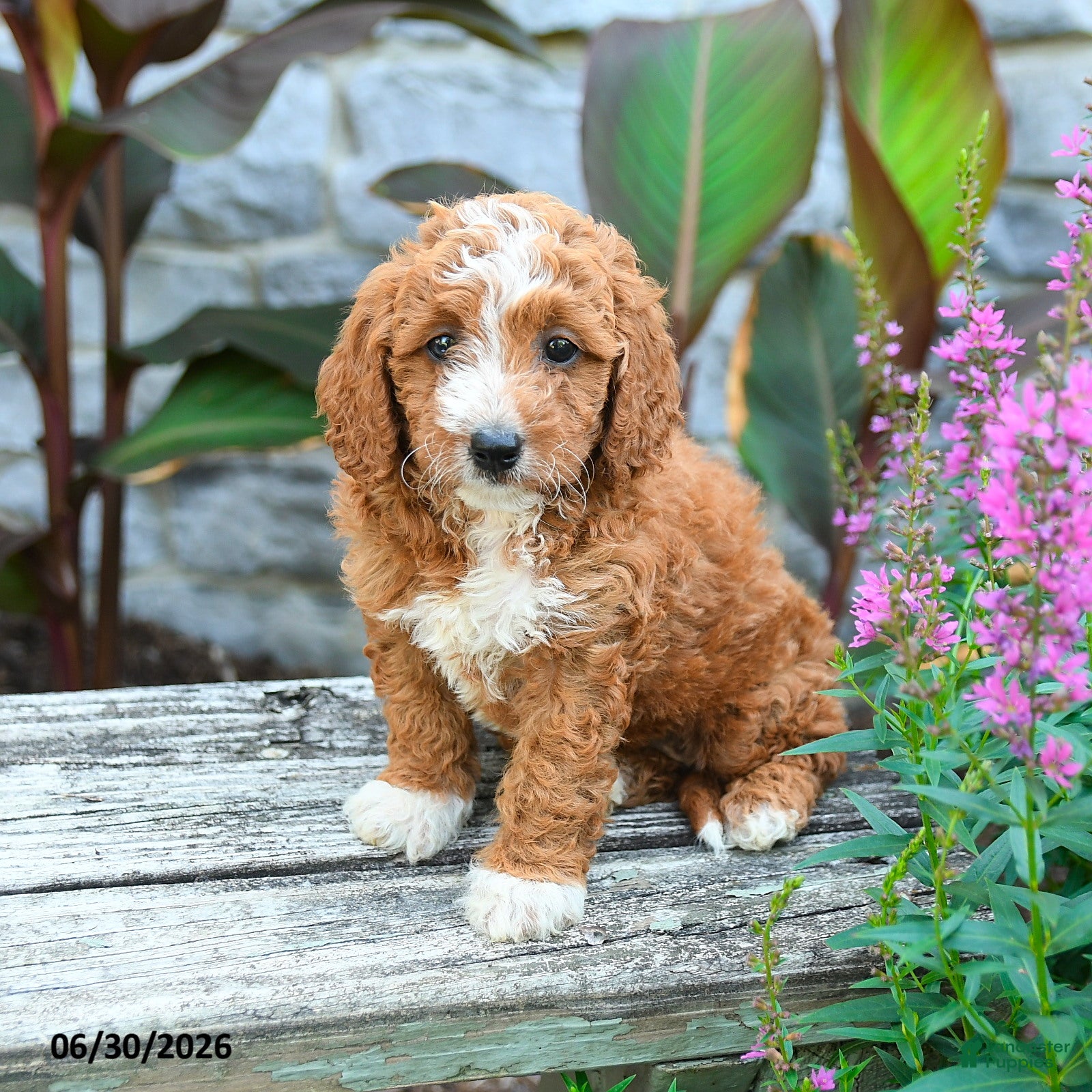 Mini Goldendoodle dogs Laurie - Ad 1