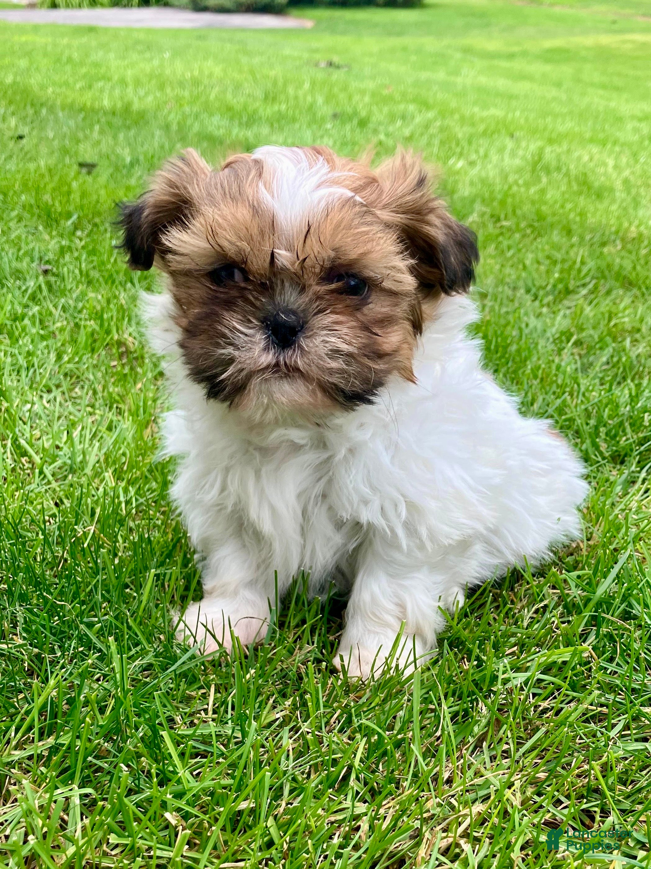 Shih Tzu dogs Finn - Ad 1