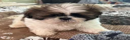 Shih Tzu dogs for sale: James - Ad 10