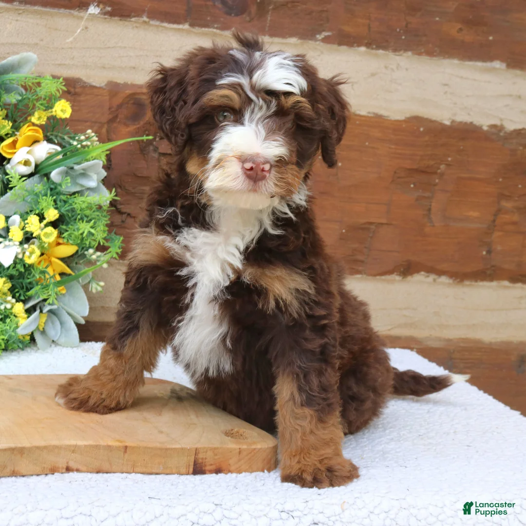 Mini Bernedoodle dogs for sale: Merlin  - Ad 2
