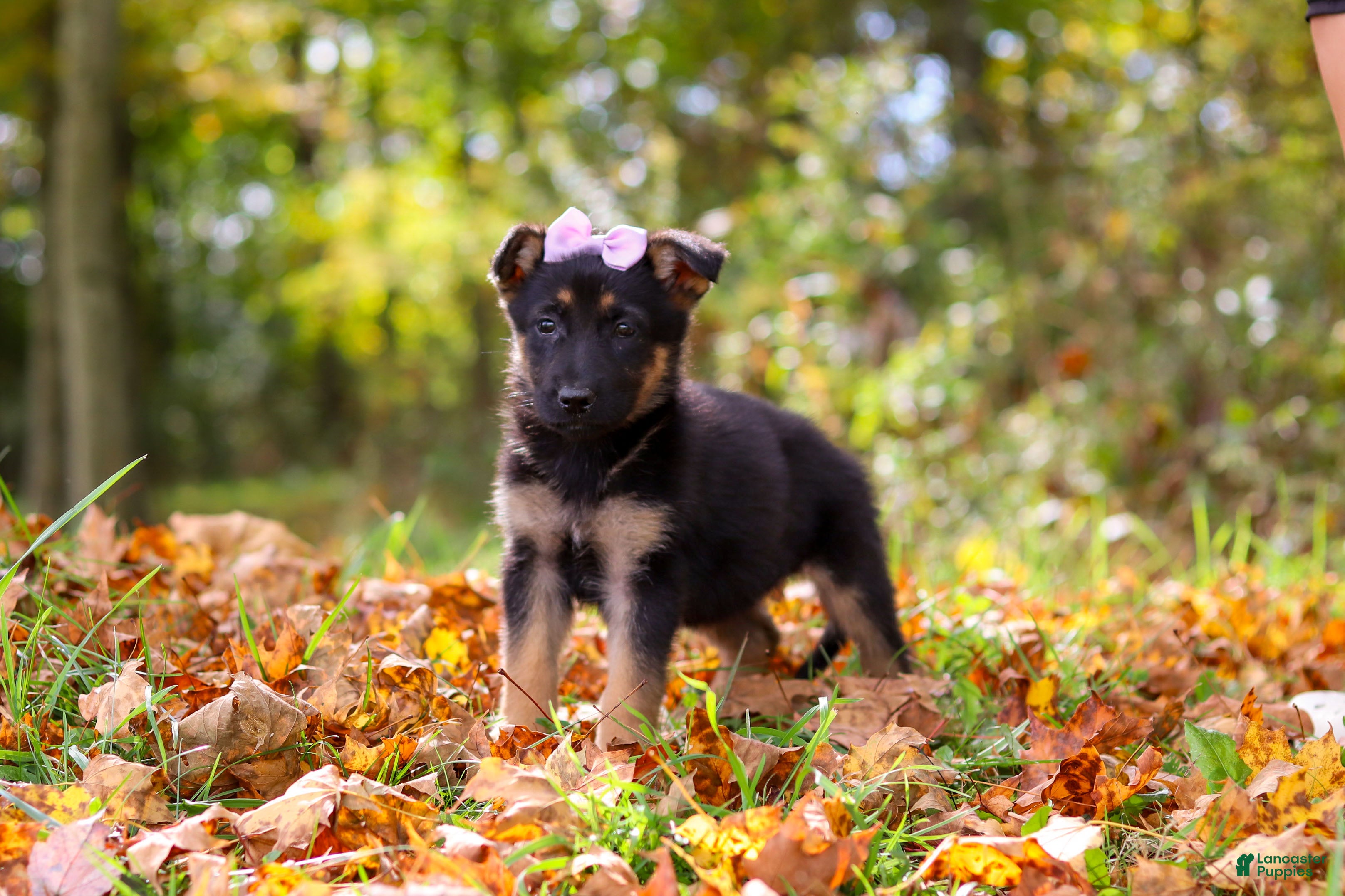 German Shepherd dogs Rosalie - Ad 2