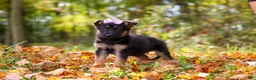German Shepherd dogs for sale: Rosalie - Ad 2
