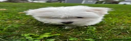 Maltese dogs for sale: Rocky - Ad 8