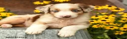 Australian Shepherd dogs for sale: Fiona - Ad 3
