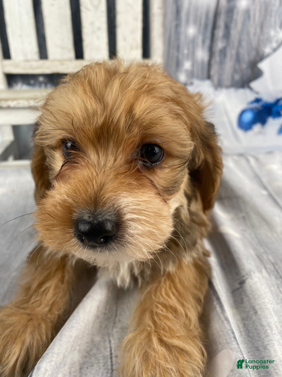 Yorkiepoo dogs for sale: Dan-O - Ad 8