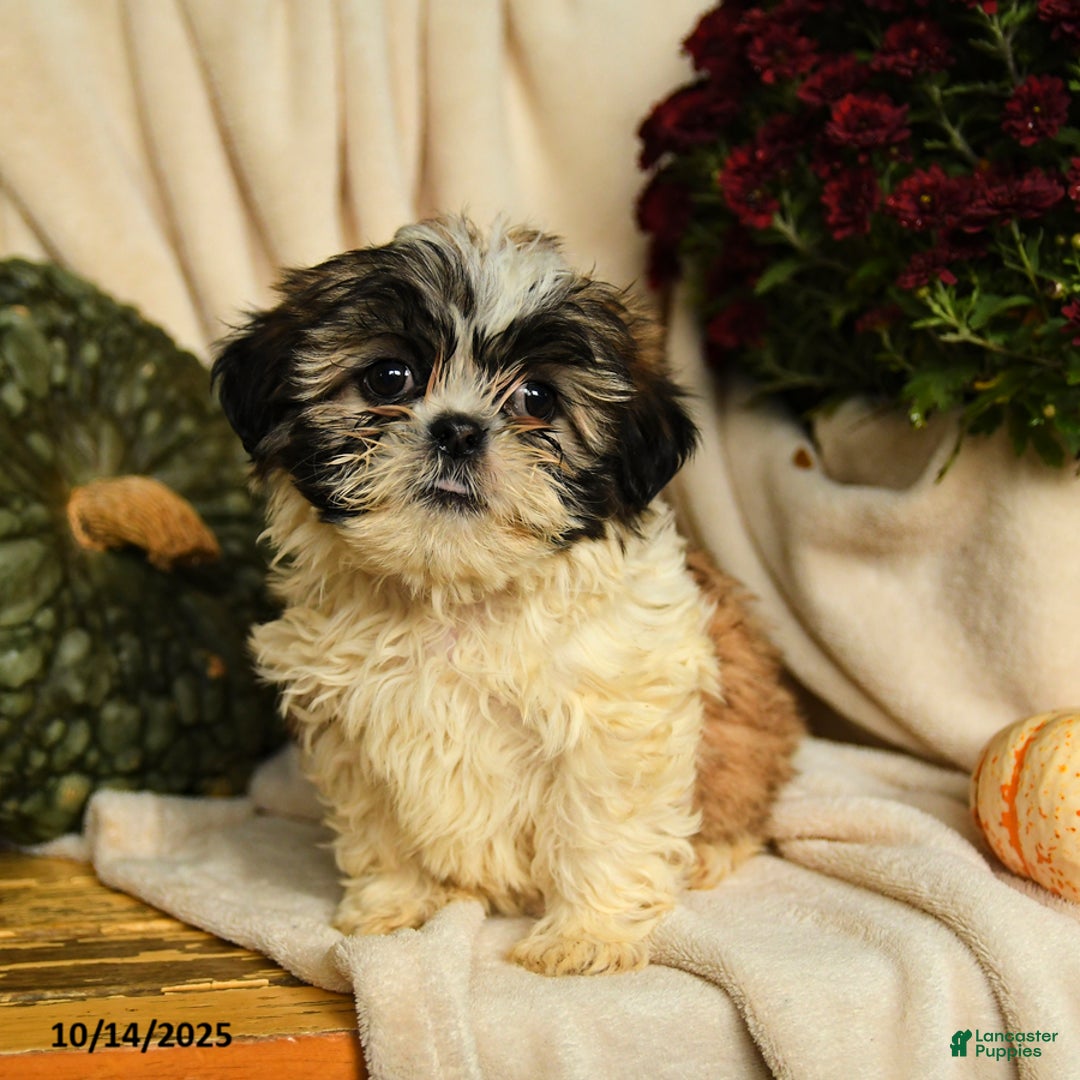 Shihpoo dogs for sale: Clifford - Ad 2