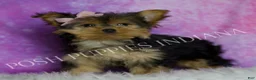Yorkshire Terrier dogs for sale: Chanel - Ad 5