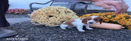 Welsh Springer Spaniel dogs for sale: Lassie - Ad 10