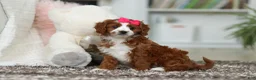 Cavapoo dogs for sale: Angela - Ad 13