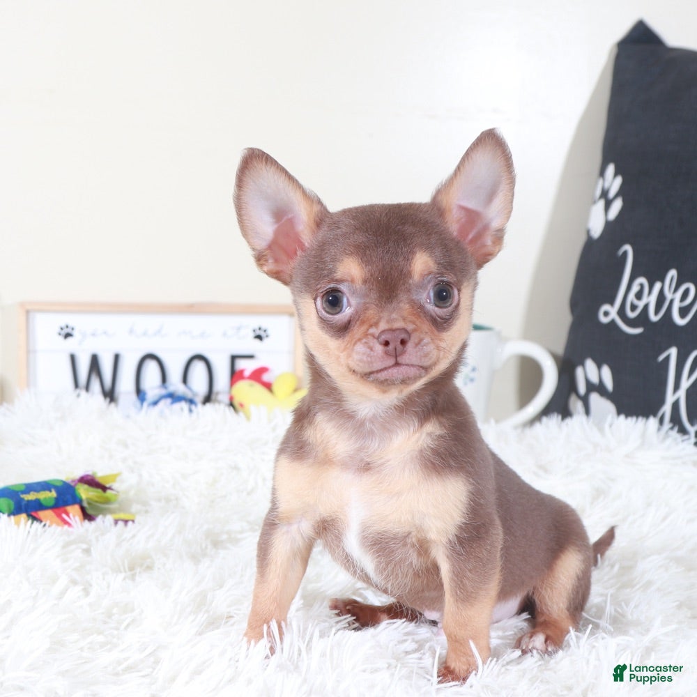 Chihuahua dogs Chihuahua Puppy Bodhi - Ad 6
