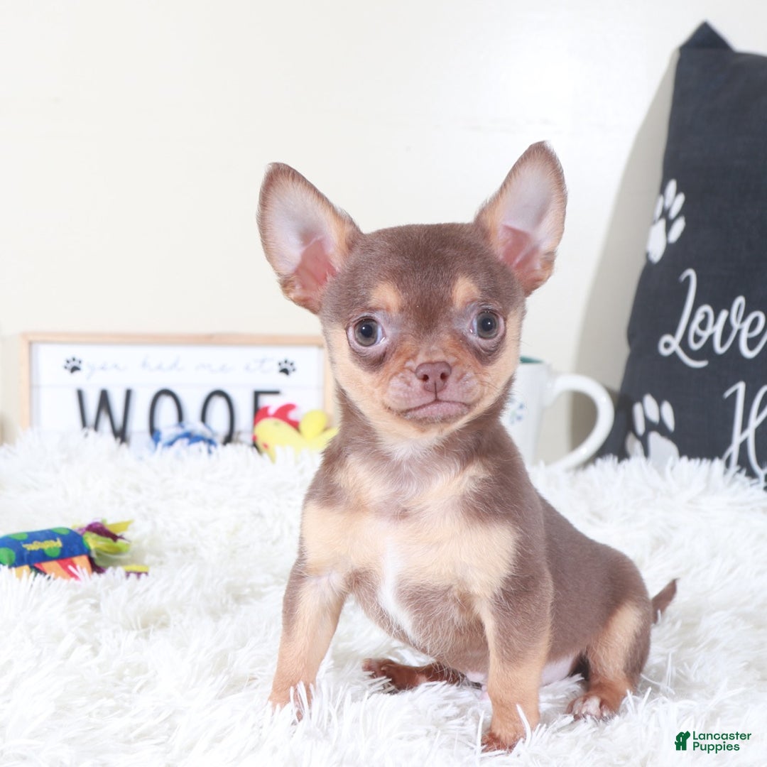 Chihuahua dogs for sale: Chihuahua Puppy Bodhi - Ad 1