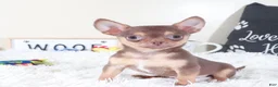 Chihuahua dogs for sale: Chihuahua Puppy Bodhi - Ad 1