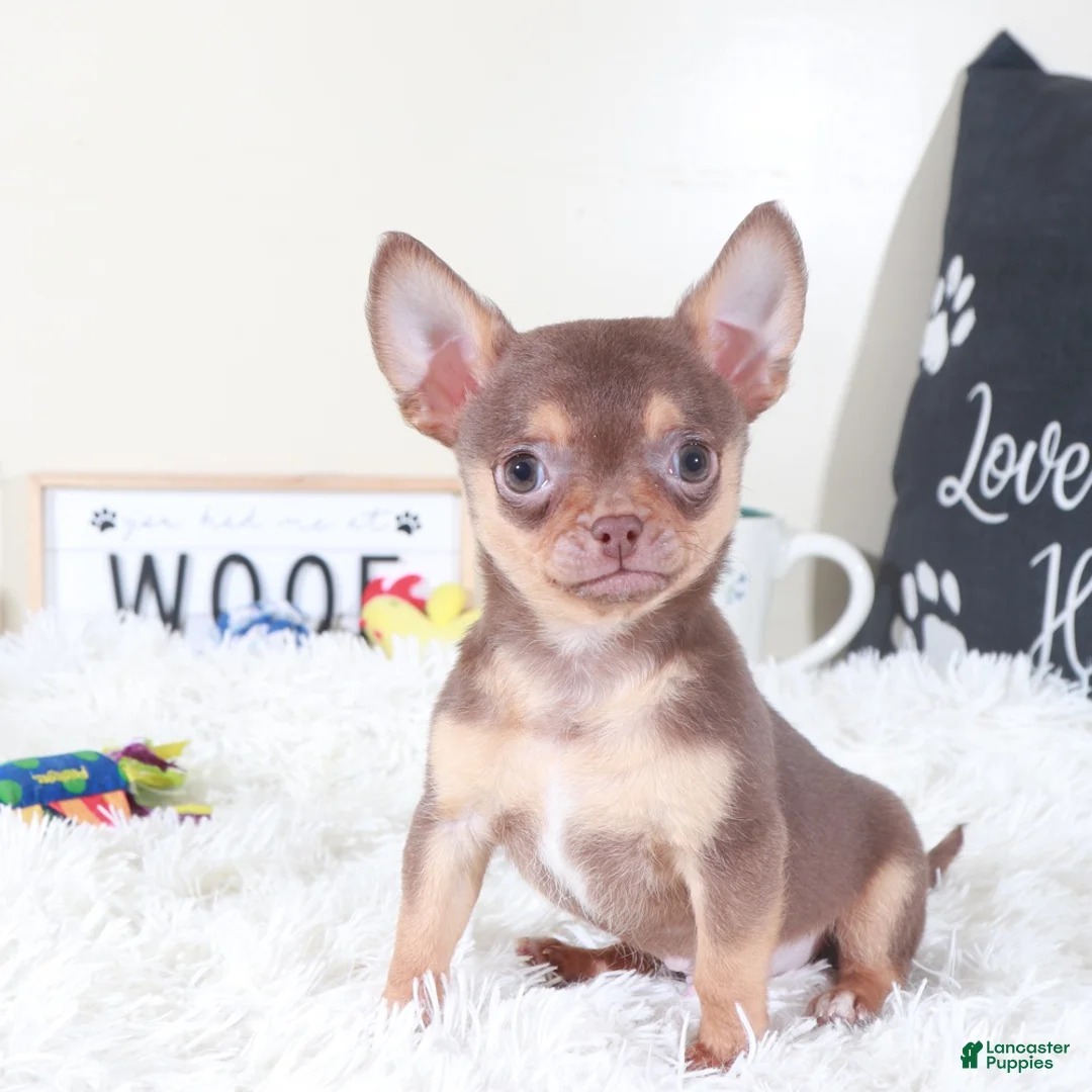 Chihuahua dogs for sale: Chihuahua Puppy Bodhi - Ad 1