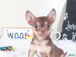 Chihuahua dogs Chihuahua Puppy Bodhi - Ad 12