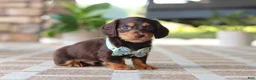 Miniature Dachshund dogs for sale: Warren - Ad 6