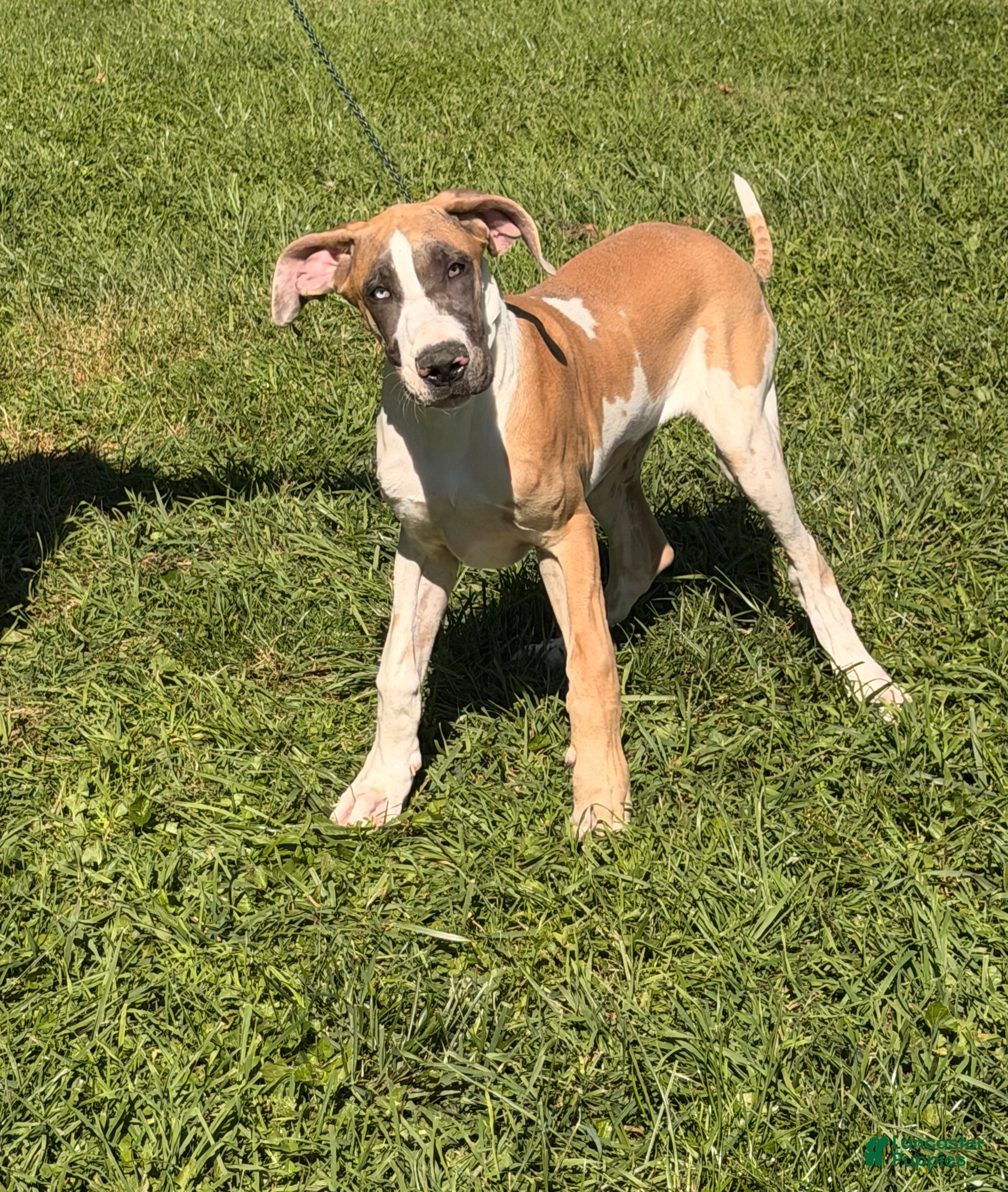 Great Dane dogs Parker Great Dane  - Ad 2