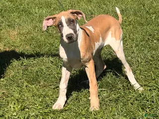 Great Dane dogs Parker Great Dane - Ad 2