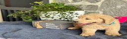 Goldendoodle dogs for sale: Nico - Ad 5