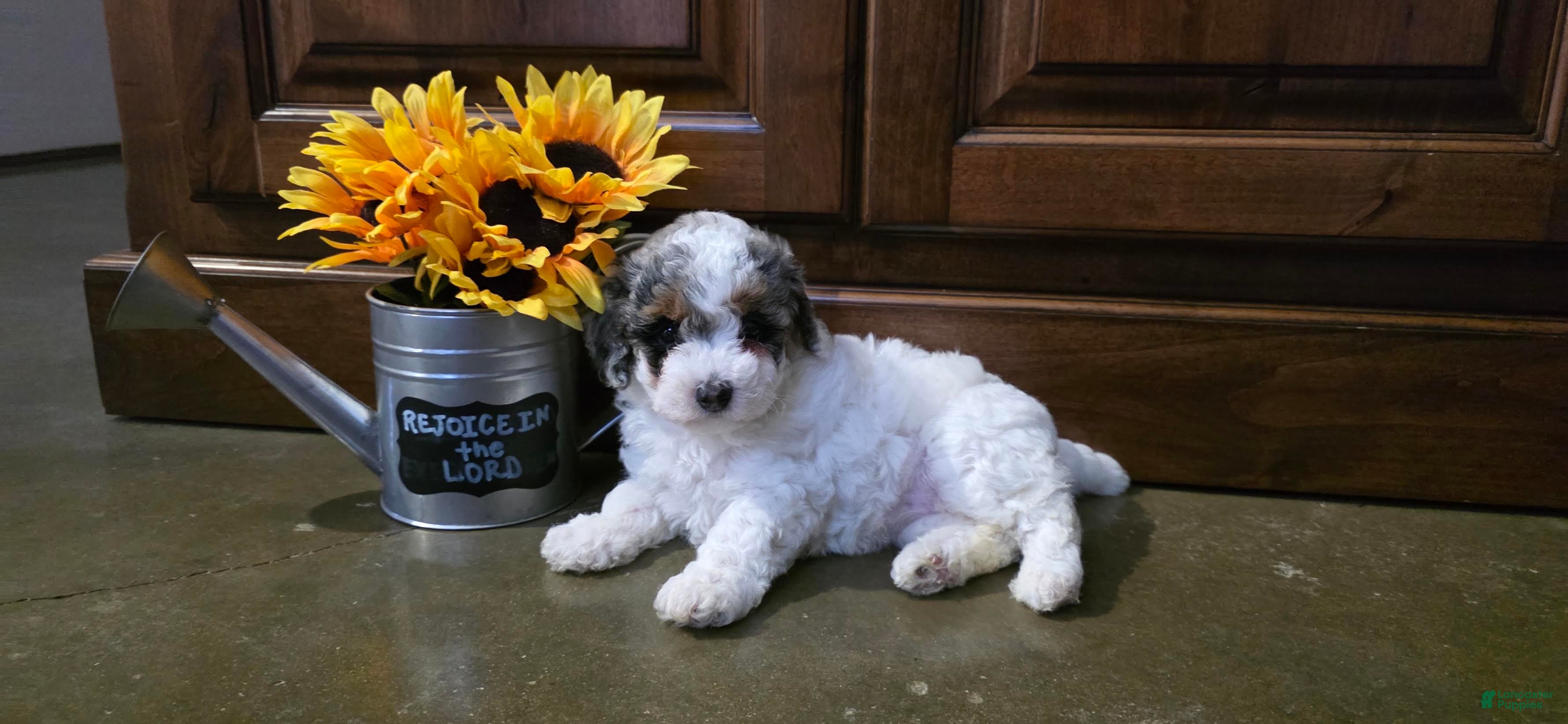 Toy Poodle dogs Heather Toy Poodle  - Ad 1