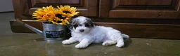 Toy Poodle dogs for sale: Heather Toy Poodle  - Ad 1