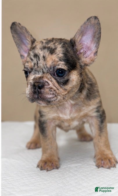 French Bulldog dogs Halo  - Ad 1