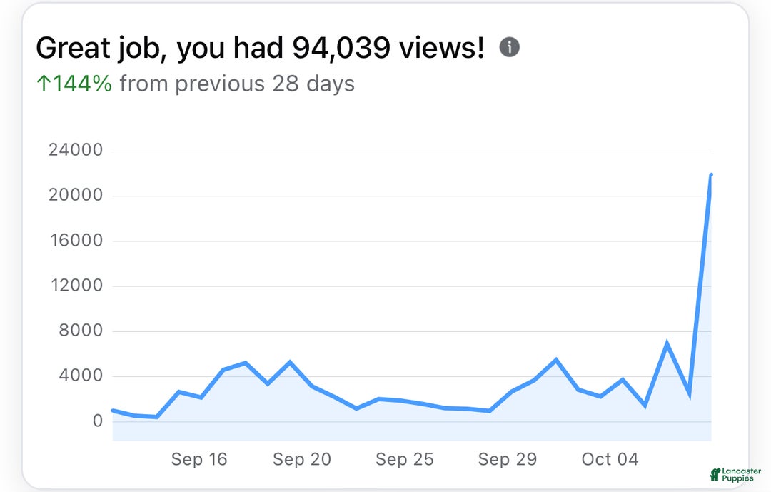 American Bully dogs for sale: American Bully Puppy 1 - Ad 9