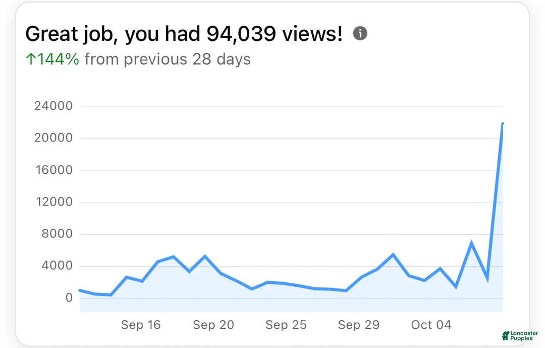 American Bully dogs for sale: American Bully Puppy 1 - Ad 9