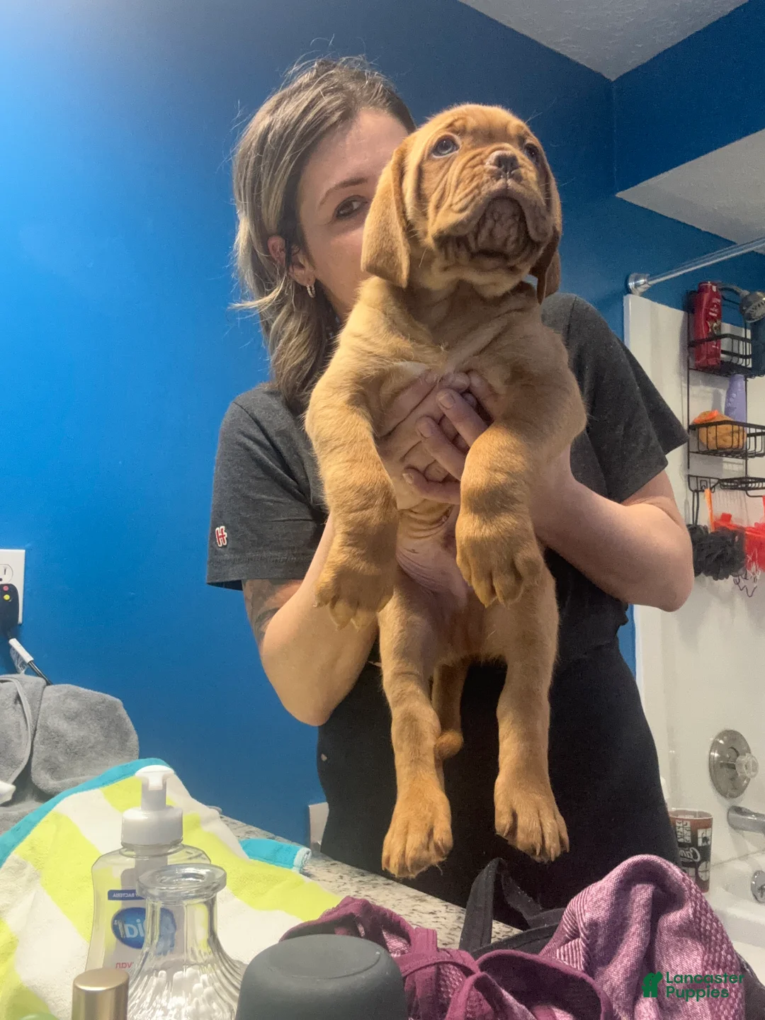 Dogue De Bordeaux dogs for sale: Dogue De Bordeaux Puppy 5 - Ad 7
