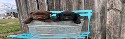 Labrador Retriever dogs for sale: Labrador Retriever Puppy 3 - Ad 2