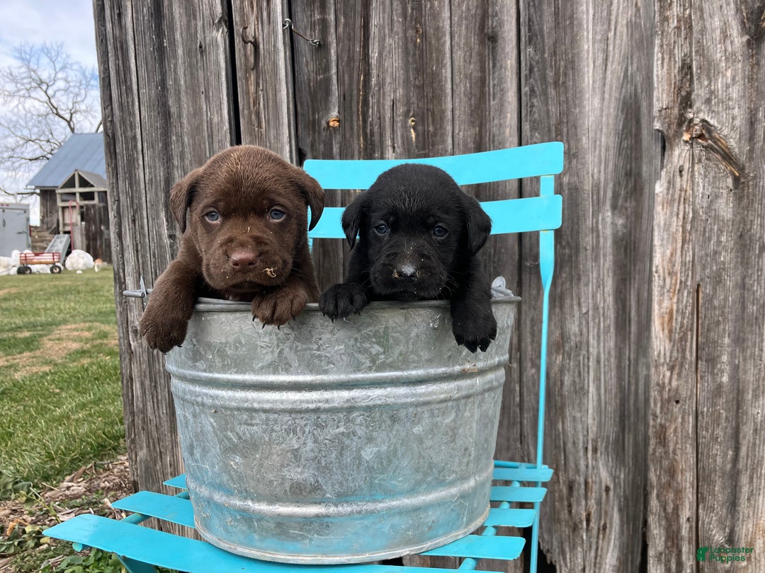 Labrador Retriever dogs for sale: Labrador Retriever Puppy 3 - Ad 2