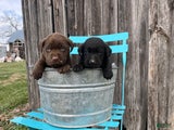 Labrador Retriever Puppy 3