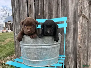 Labrador Retriever dogs Labrador Retriever Puppy 3 - Ad 11