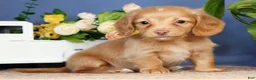 Miniature Dachshund dogs for sale: Daisy - Ad 1