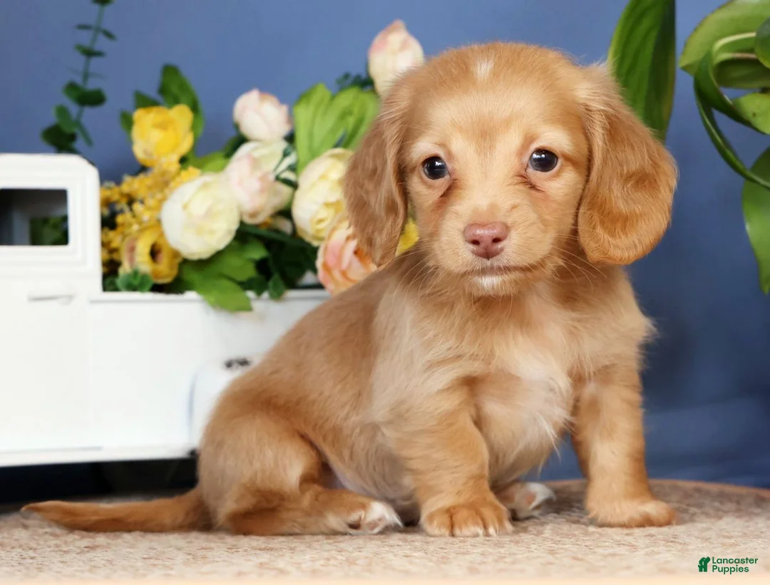 Miniature Dachshund dogs for sale: Daisy - Ad 1